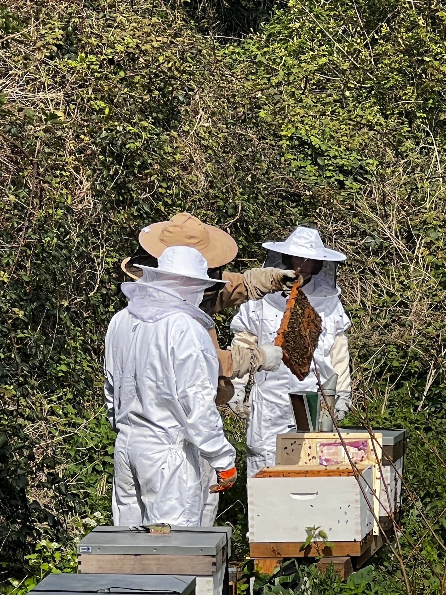 Bee Experience - 20 July