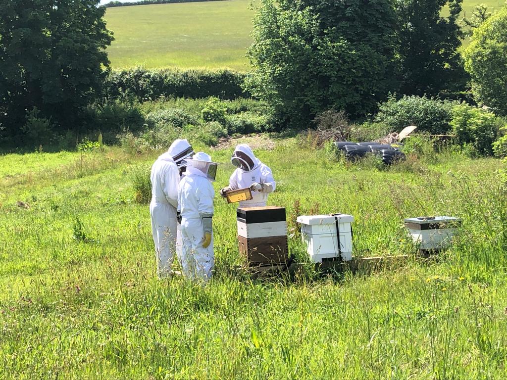 Bee Experience - 23 September