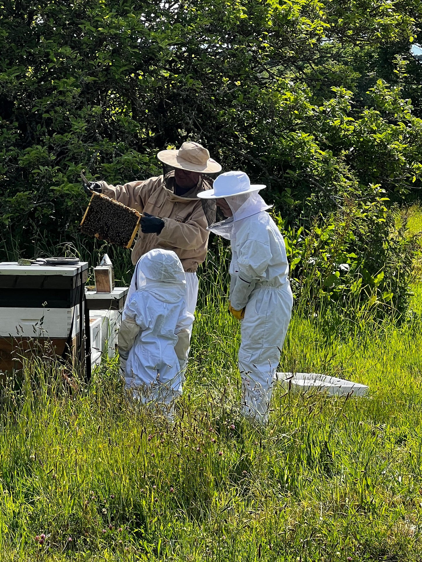 Bee Experience - 20 July