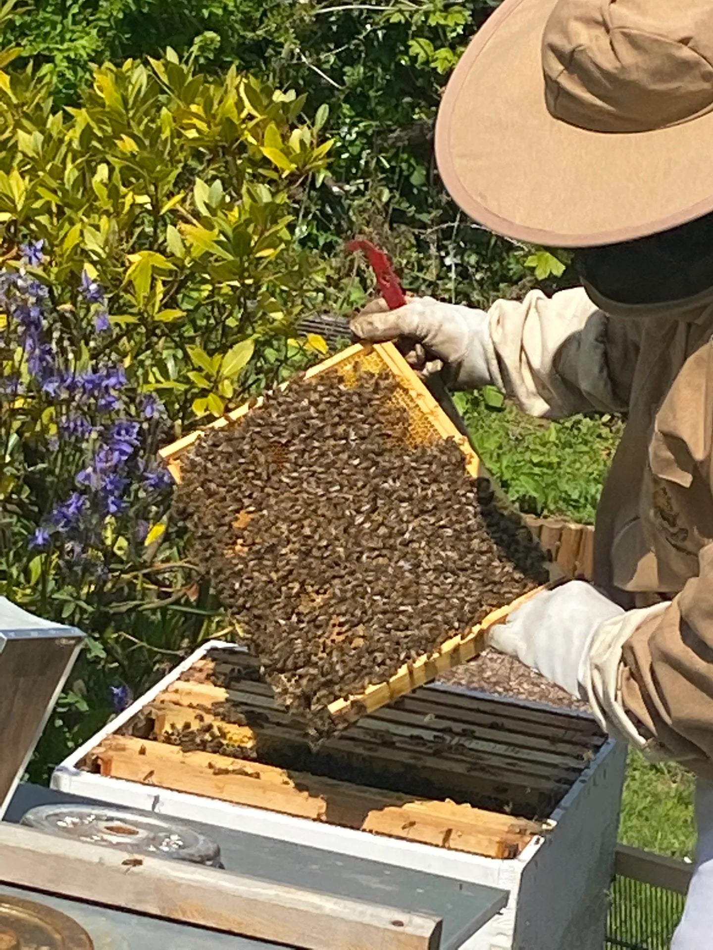 Bee Experience - 18 August